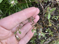 Pimelea pseudolyallii