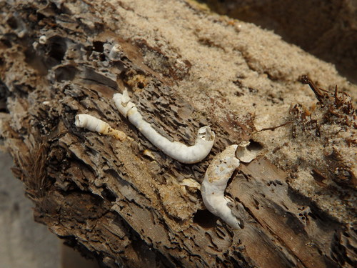 Teredinidae