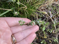 Pimelea pseudolyallii