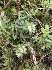 Pimelea pseudolyallii