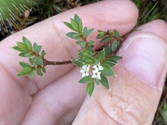 Pimelea pseudolyallii