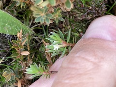 Pimelea pseudolyallii