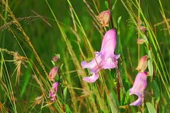 Pedaliaceae