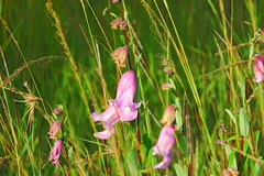 Pedaliaceae