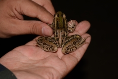Lithobates forreri