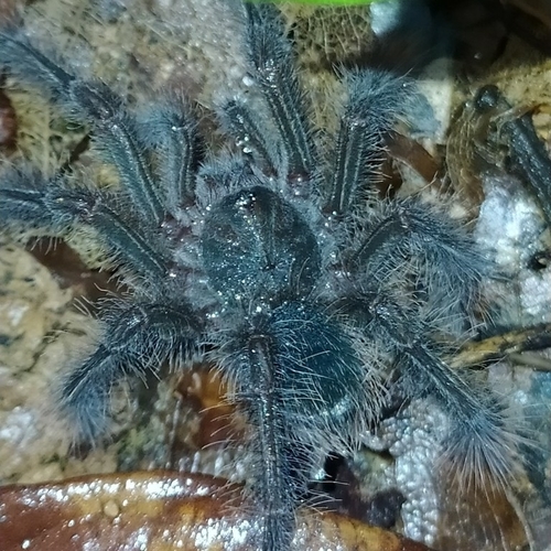 Photo of Goliath Birdeater (Theraphosa blondi)