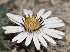 Trichocline cineraria