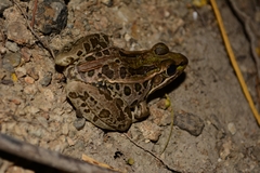 Lithobates forreri