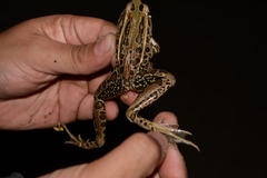 Lithobates forreri