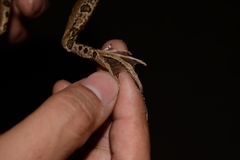 Lithobates forreri