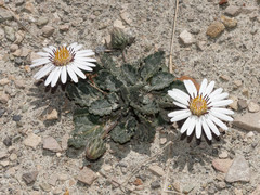 Trichocline cineraria