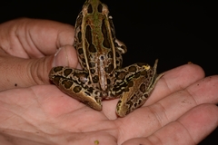 Lithobates forreri