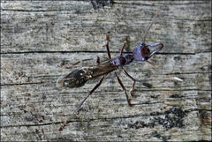 Myrmecia forficata