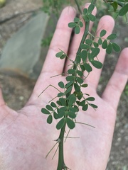 Parkinsonia texana macra