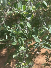 Securidaca longepedunculata