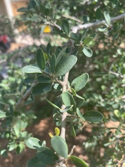 Securidaca longepedunculata