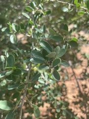 Securidaca longepedunculata