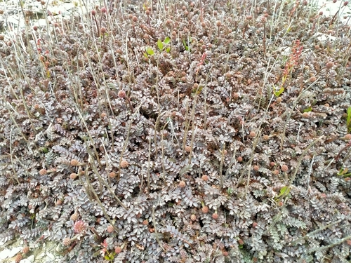 Acaena saccaticupula (Acaena saccaticupula)