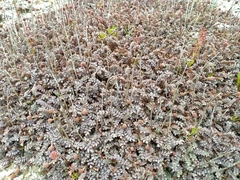 Acaena saccaticupula