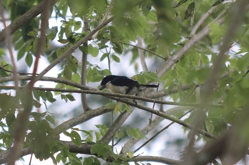 Orange-fronted Barbet (Capito squamatus), photo 10