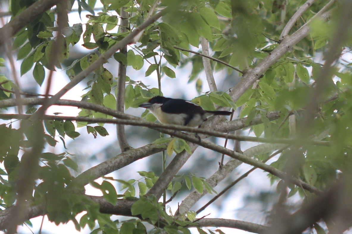 Orange-fronted Barbet (Capito squamatus), photo 4