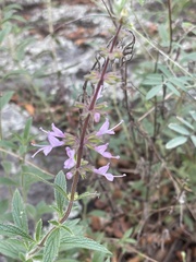 Syncolostemon canescens