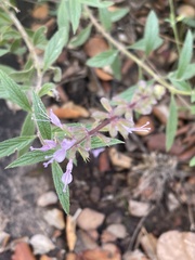 Syncolostemon canescens