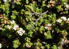 Pimelea microphylla