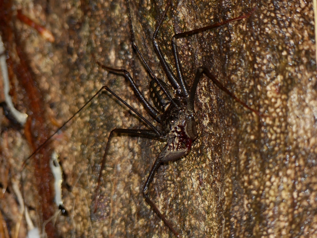 Heterophrynus alces