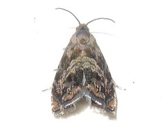 Grapholita prunivora