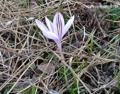 Crocus corsicus