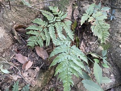 Dryopteris sordidipes