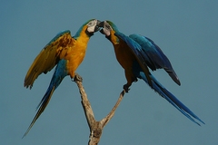 Blue-And-Yellow Macaw photo 4