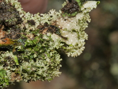 Sticta filix