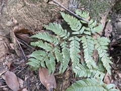 Dryopteris sordidipes