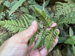 Dryopteris sordidipes