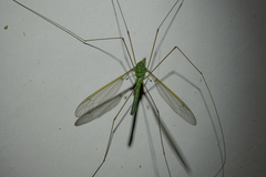 Leptotarsus virescens