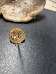 Psathyrella prona