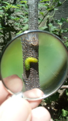 Adurgoa gonagra