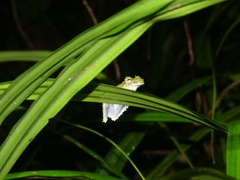 Osteocephalus cabrerai