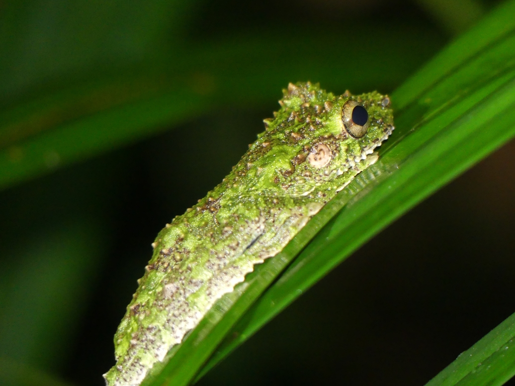 Cabrera's Spiny-backed Frog