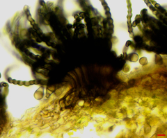 Polythrincium trifolii