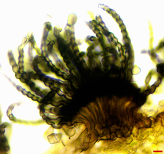 Polythrincium trifolii