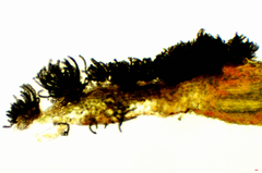 Polythrincium trifolii