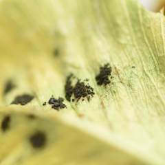 Polythrincium trifolii