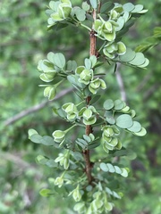 Phyllanthus macranthus macranthus