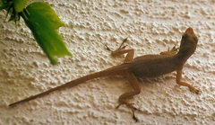 Anolis marmoratus