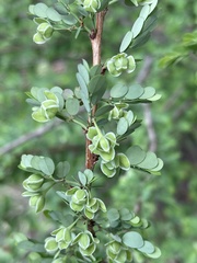 Phyllanthus macranthus macranthus