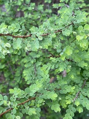 Phyllanthus macranthus macranthus