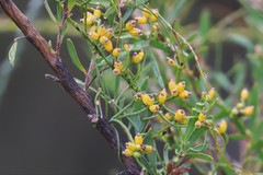 Cassytha glabella casuarinae